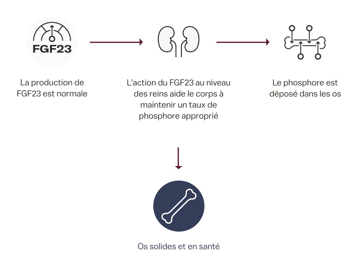 Flowchart showing how normal FGF23 activity and phosphorus levels help maintain strong and healthy bones