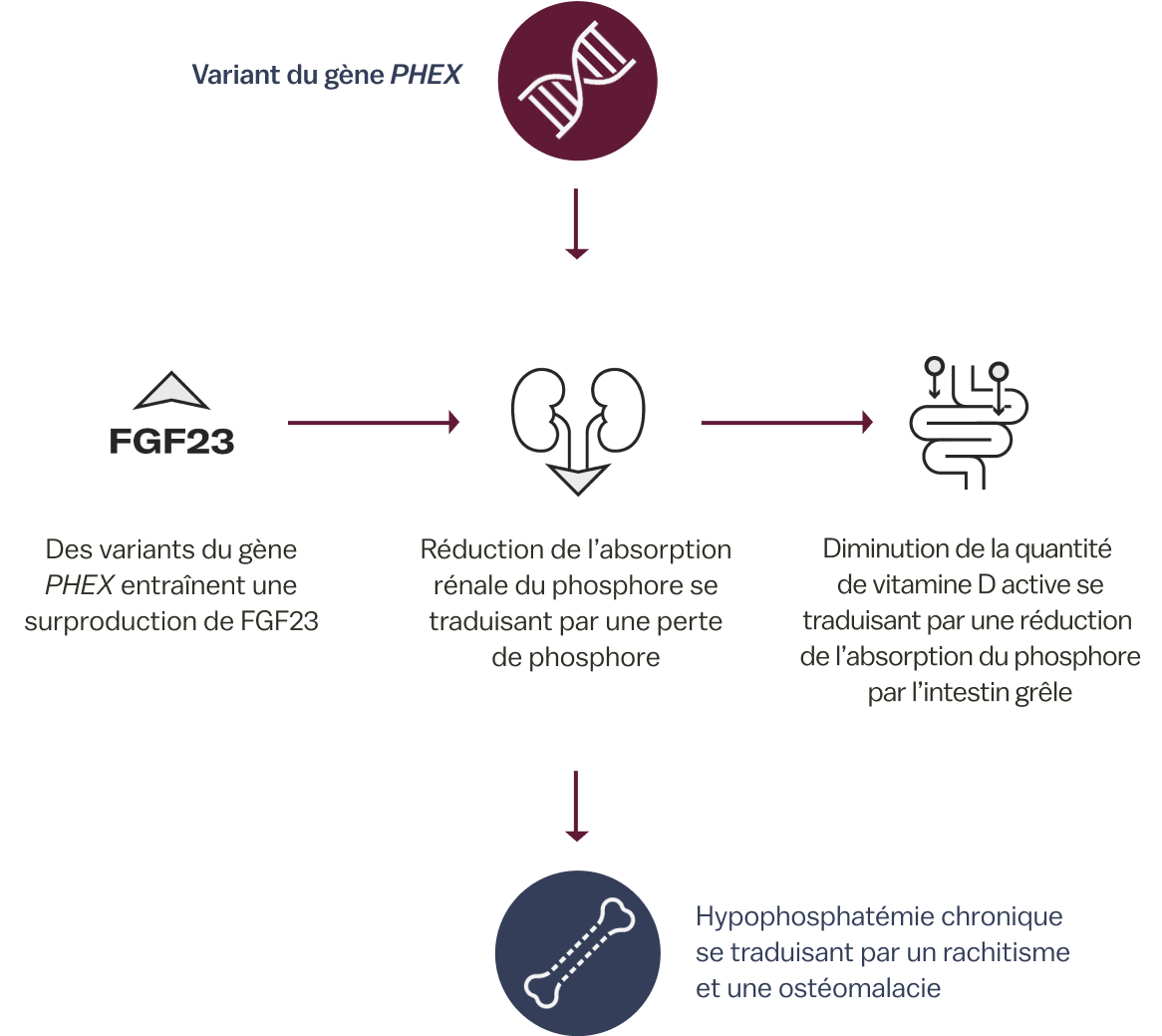 Flowchart showing how PHEX variant causes excess FGF23, leading to chronic hypophosphatemia