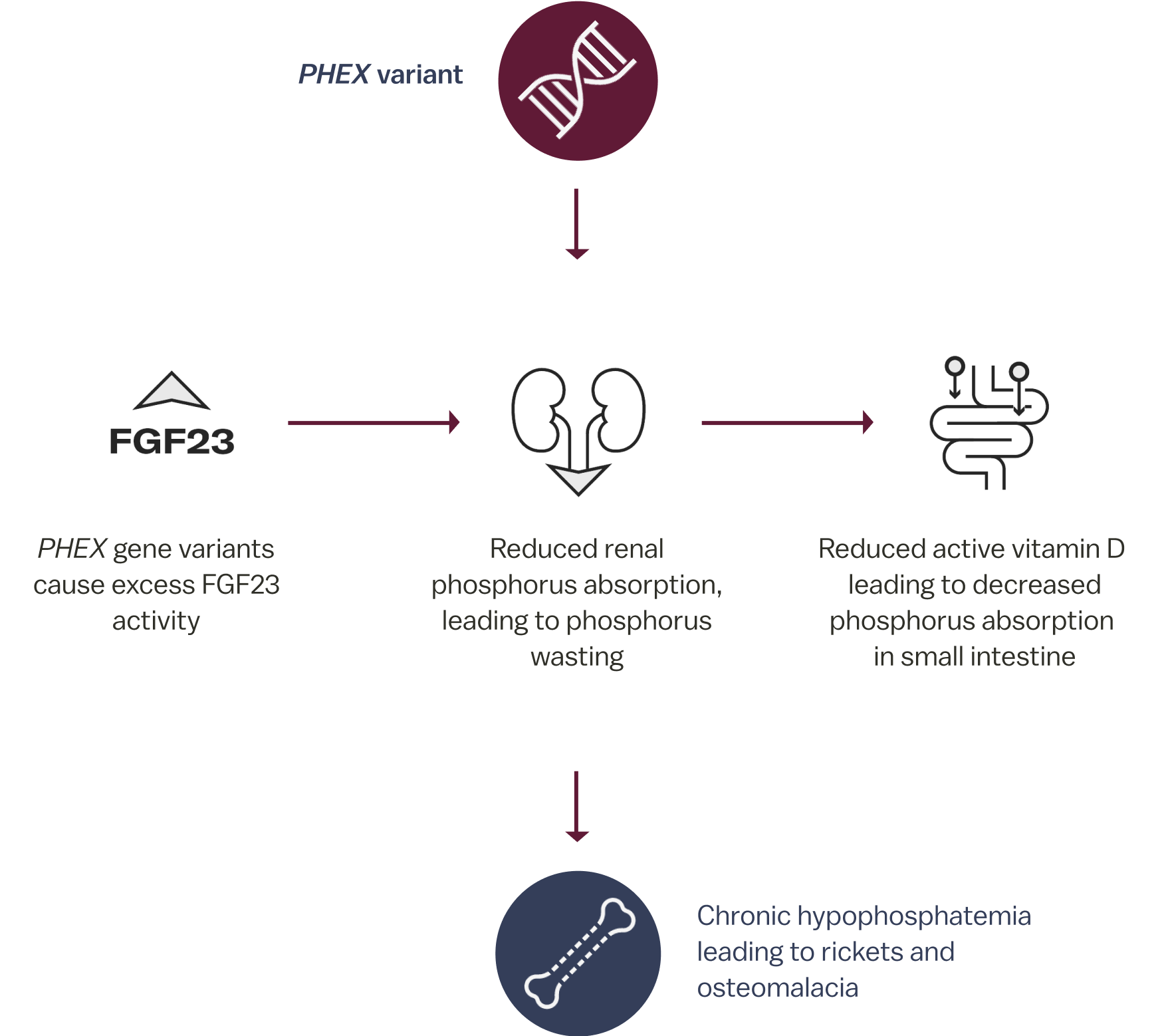 Flowchart showing how PHEX variant causes excess FGF23, leading to chronic hypophosphatemia